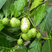 Noni Seeds - for Home Gardens Seeds