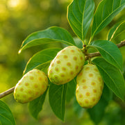 Noni Seeds - for Home Gardens Seeds