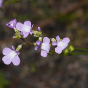 Blue Linaria Canadensis Toadflax Seeds