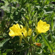Evening Primrose Oenothera Biennis Seeds
