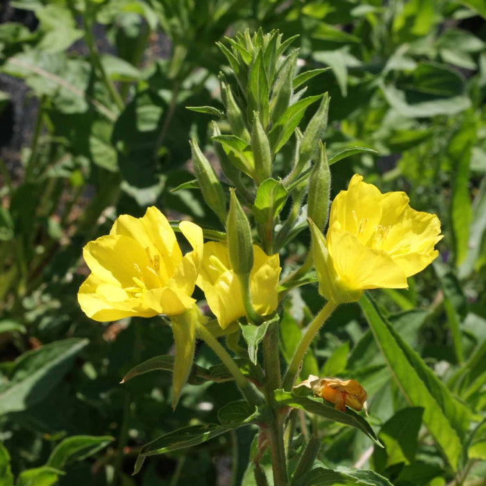 Evening Primrose Oenothera Biennis Seeds