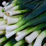Large American Flag Leek Seeds