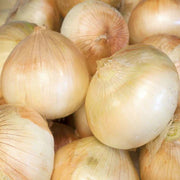 Borettana Cipollini Onion Seeds