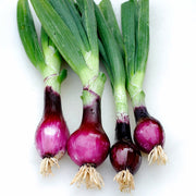 Apache Onion Seeds