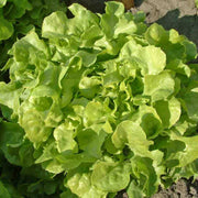 Oakleaf Lettuce Seeds