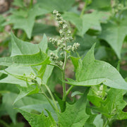 Oak-Leaved Goosefoot Seeds - Vegetable Plant