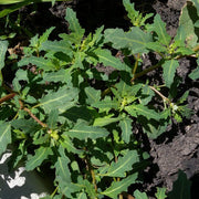 Oak-Leaved Goosefoot Seeds - Vegetable Plant