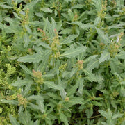 Oak-Leaved Goosefoot Seeds - Vegetable Plant