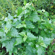 Oak-Leaved Goosefoot Seeds - Vegetable Plant
