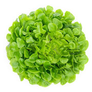 Oakleaf Lettuce Seeds