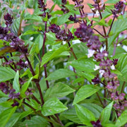 Ocimum Basilicum Basilico Mostruoso seeds - Herbal Seeds