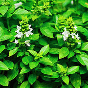 Ocimum Basilicum Lime Basil Seeds, Herbal