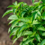 Ocimum Basilicum Lime Basil Seeds, Herbal