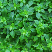 Ocimum Basilicum Lime Basil Seeds, Herbal