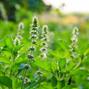 Ocimum Basilicum Lime Basil Seeds, Herbal