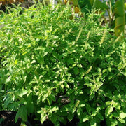 Ocimum Sanctum Holy Basil - Herbal Seeds