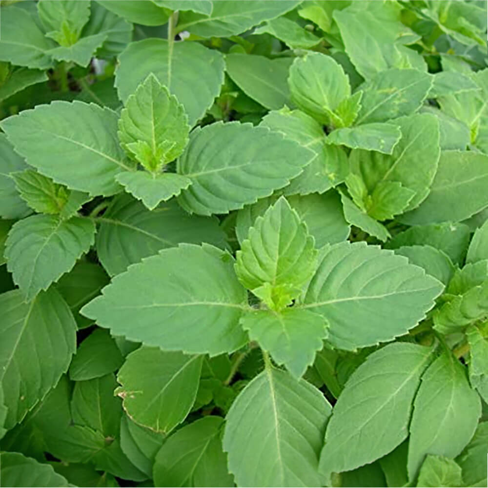Ocimum Sanctum Holy Basil - Herbal Seeds