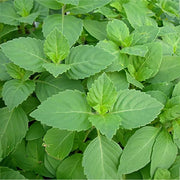 Ocimum Sanctum Holy Basil - Herbal Seeds