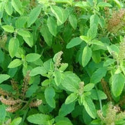 Ocimum Sanctum Holy Basil - Herbal Seeds