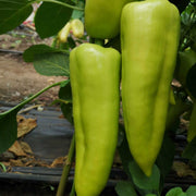 Capsicum annuum Paprika Pepper Seeds