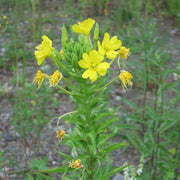 Evening Primrose Oenothera Biennis Seeds