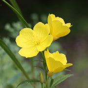 Evening Primrose Oenothera Macrocarpa Seeds