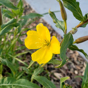 Hooker's Evening Primrose Seeds
