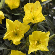 Wildflower Mix Oenothera Missouriensis Seeds