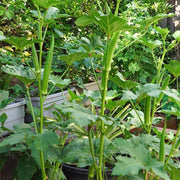 Nombo Giant Philippine Okra Seeds