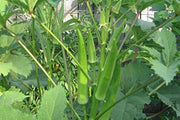 Nombo Giant Philippine Okra Seeds