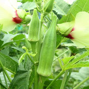 Abelmoschus esculentus Okra Seeds