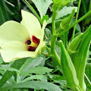 Abelmoschus esculentus Okra Seeds
