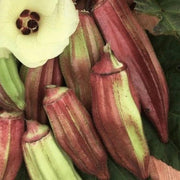 Hill Country Red Okra Seeds