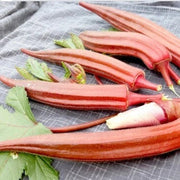 Orange Okra Seeds