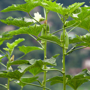 Okra Seeds - All In One For Home Gardens