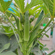 Okra Seeds - All In One For Home Gardens