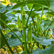 Nombo Giant Philippine Okra Seeds