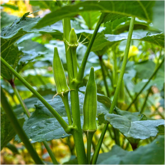Nombo Giant Philippine Okra Seeds