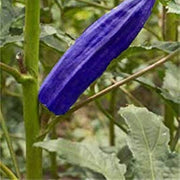 Blue Okra Seeds
