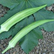 Cow Horn Okra Seeds