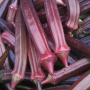Maroon Red Okra Seeds