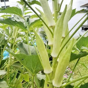 White Okra Seeds