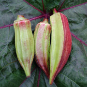 Red & Green Okra Seeds