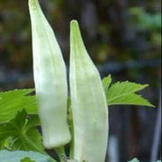White Okra Seeds