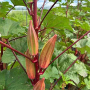 Red & Green Okra Seeds