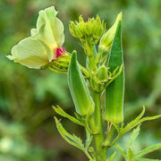 Abelmoschus esculentus Okra Seeds