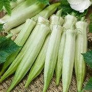 Blondy Okra Seeds