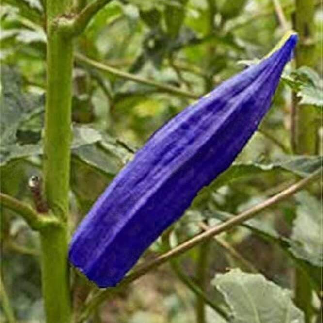 Blue Okra Seeds