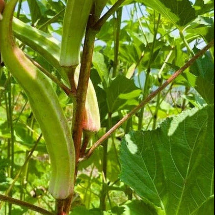 Cow Horn Okra Seeds