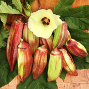 Hill Country Red Okra Seeds